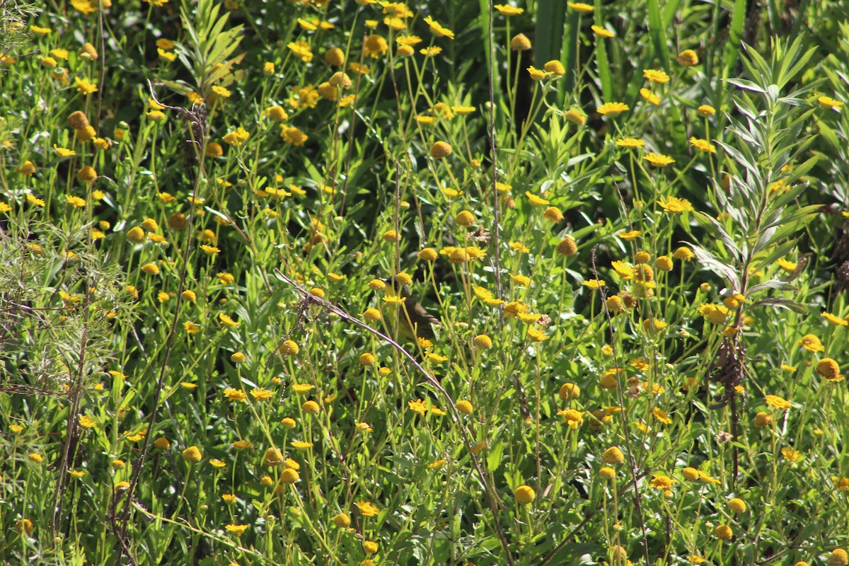 Southern Yellowthroat - ML645833924