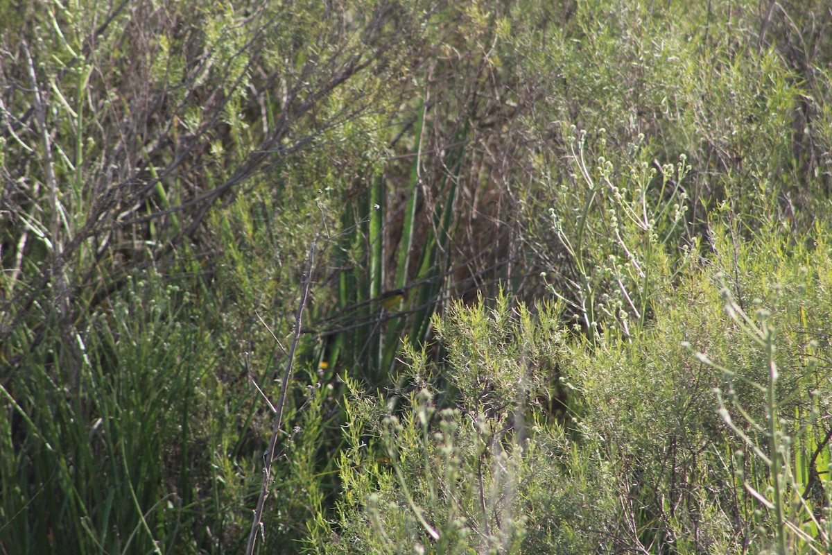 Southern Yellowthroat - ML645833925