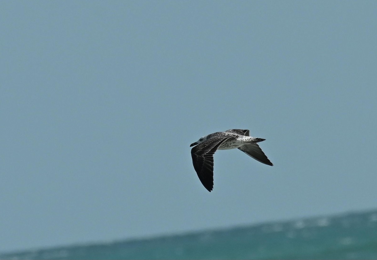 Zafferano (heuglini) - ML645833926