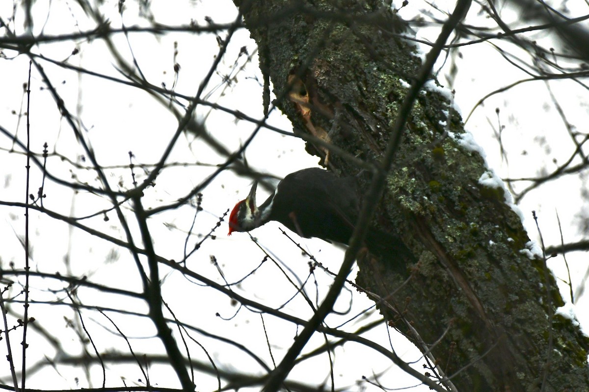 Pileated Woodpecker - ML645833945