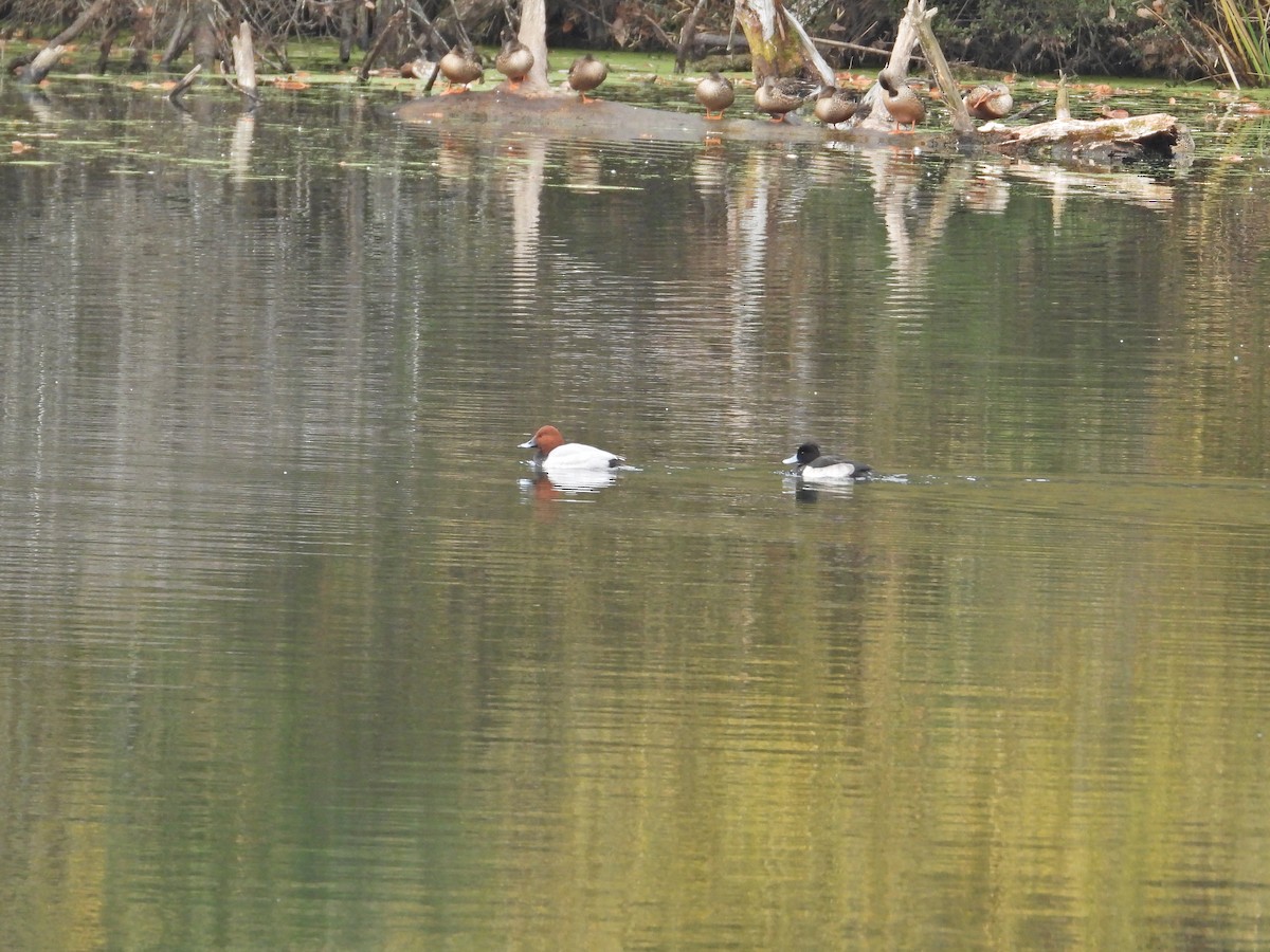 toppand - ML645833948