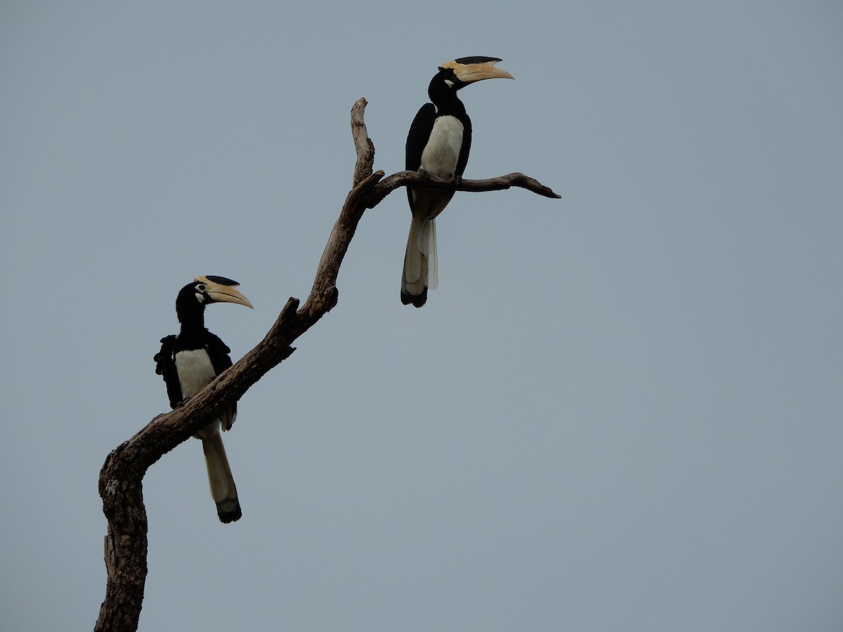 Malabar Pied-Hornbill - ML645833950