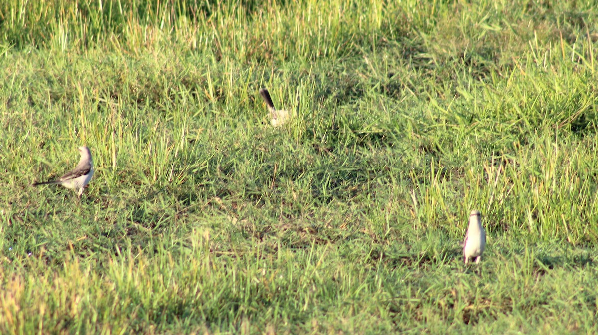 Tropikal Taklitçi - ML645833951