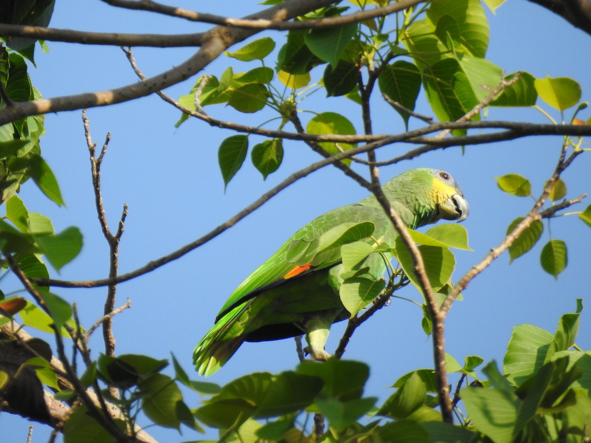 amazoňan oranžovokřídlý - ML645833953