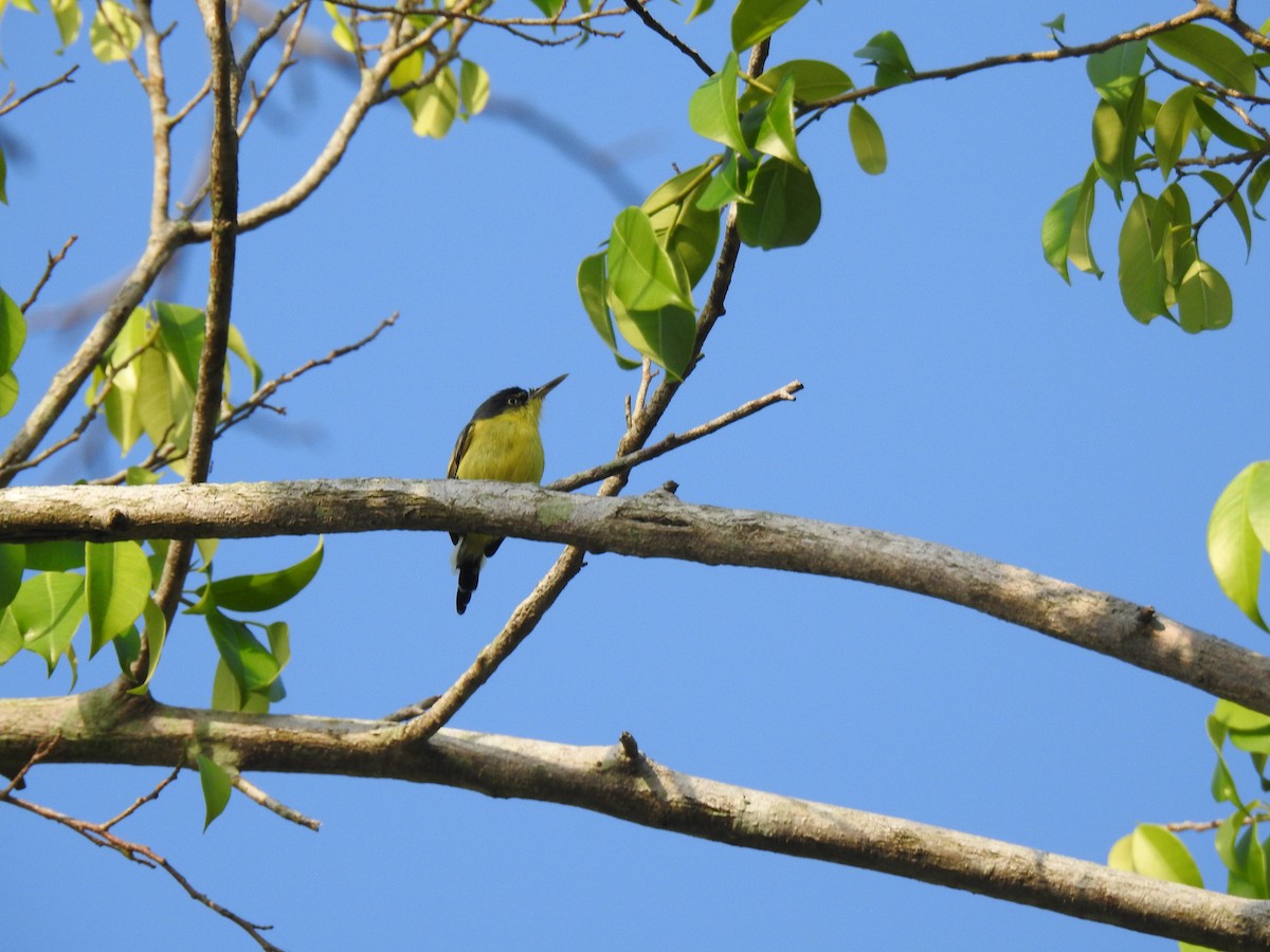 Common Tody-Flycatcher - ML645833956