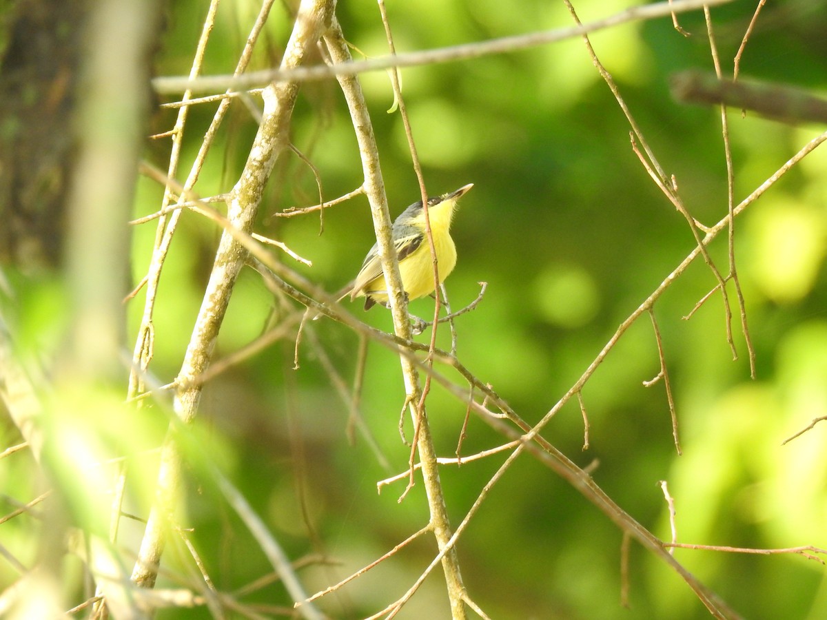 Common Tody-Flycatcher - ML645833957