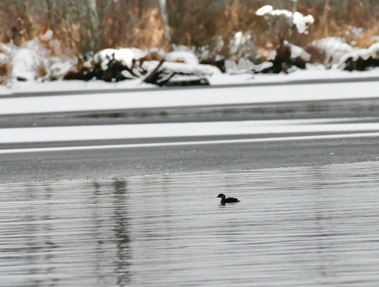 Pied-billed Grebe - ML645833967