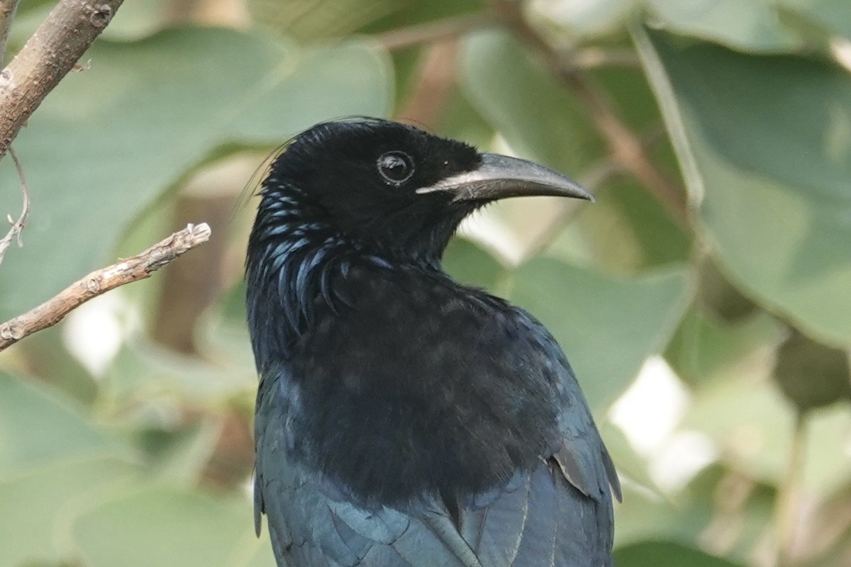 Hair-crested Drongo - ML645833972