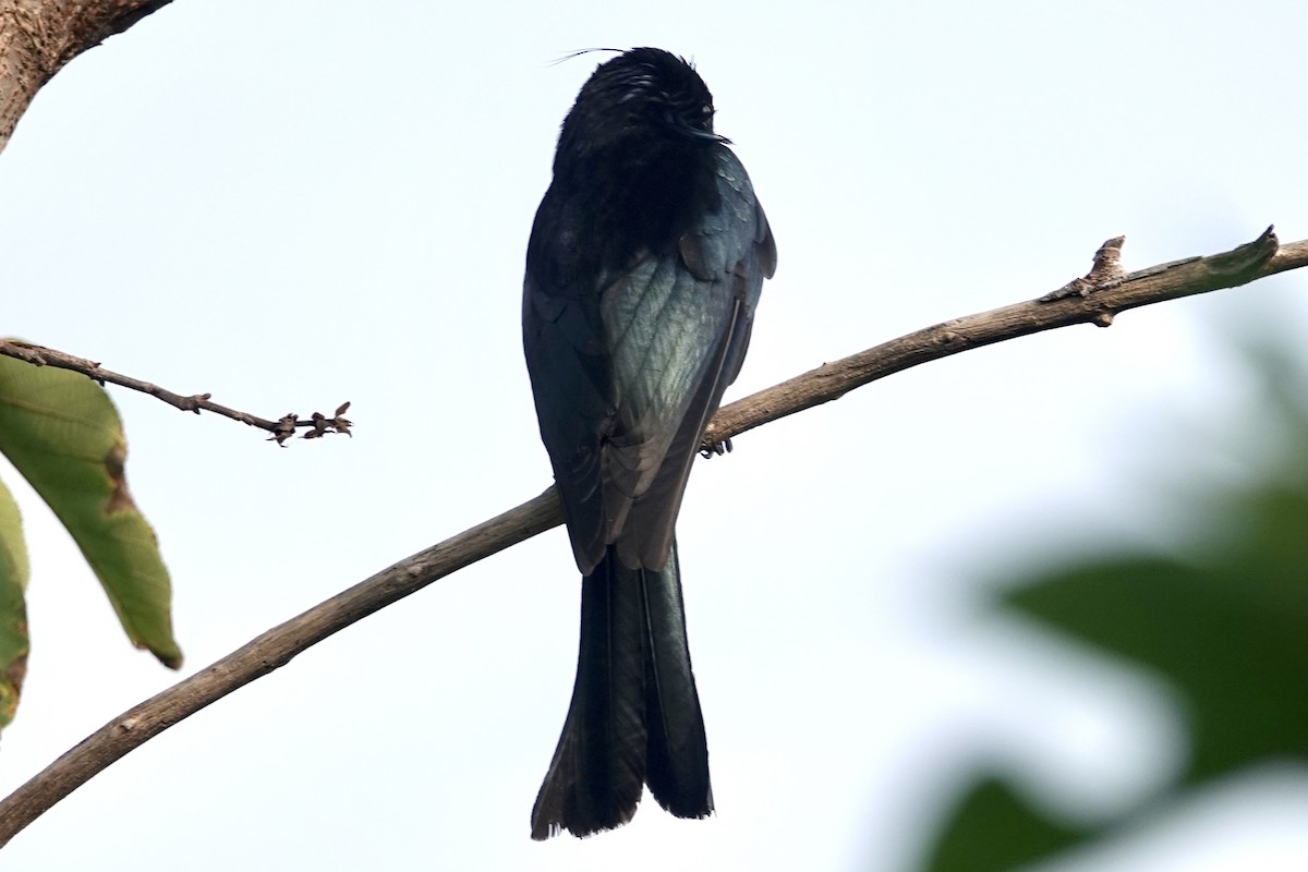 Hair-crested Drongo - ML645833973