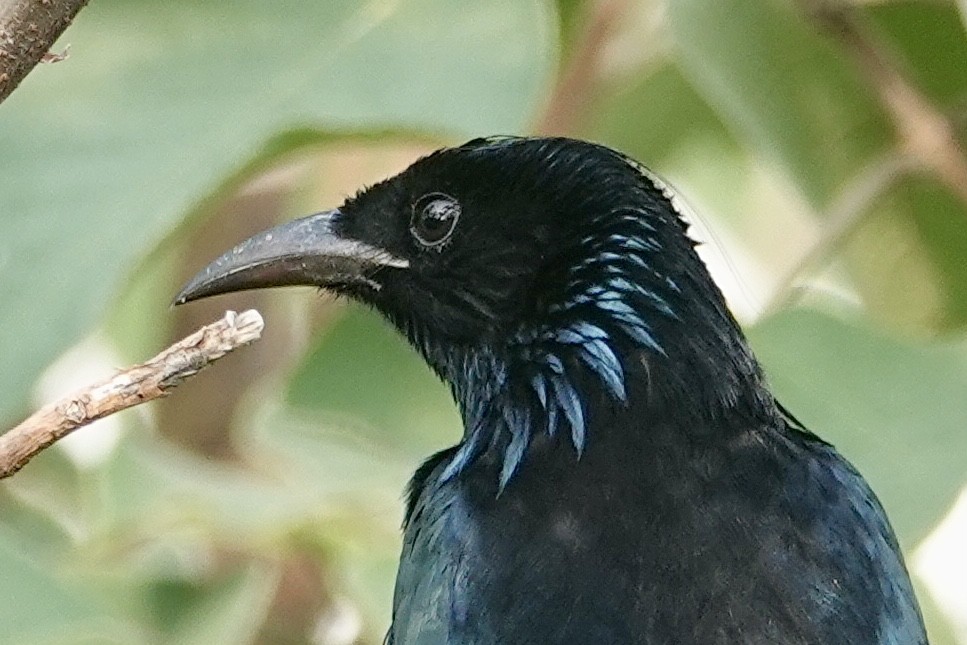 Hair-crested Drongo - ML645833974