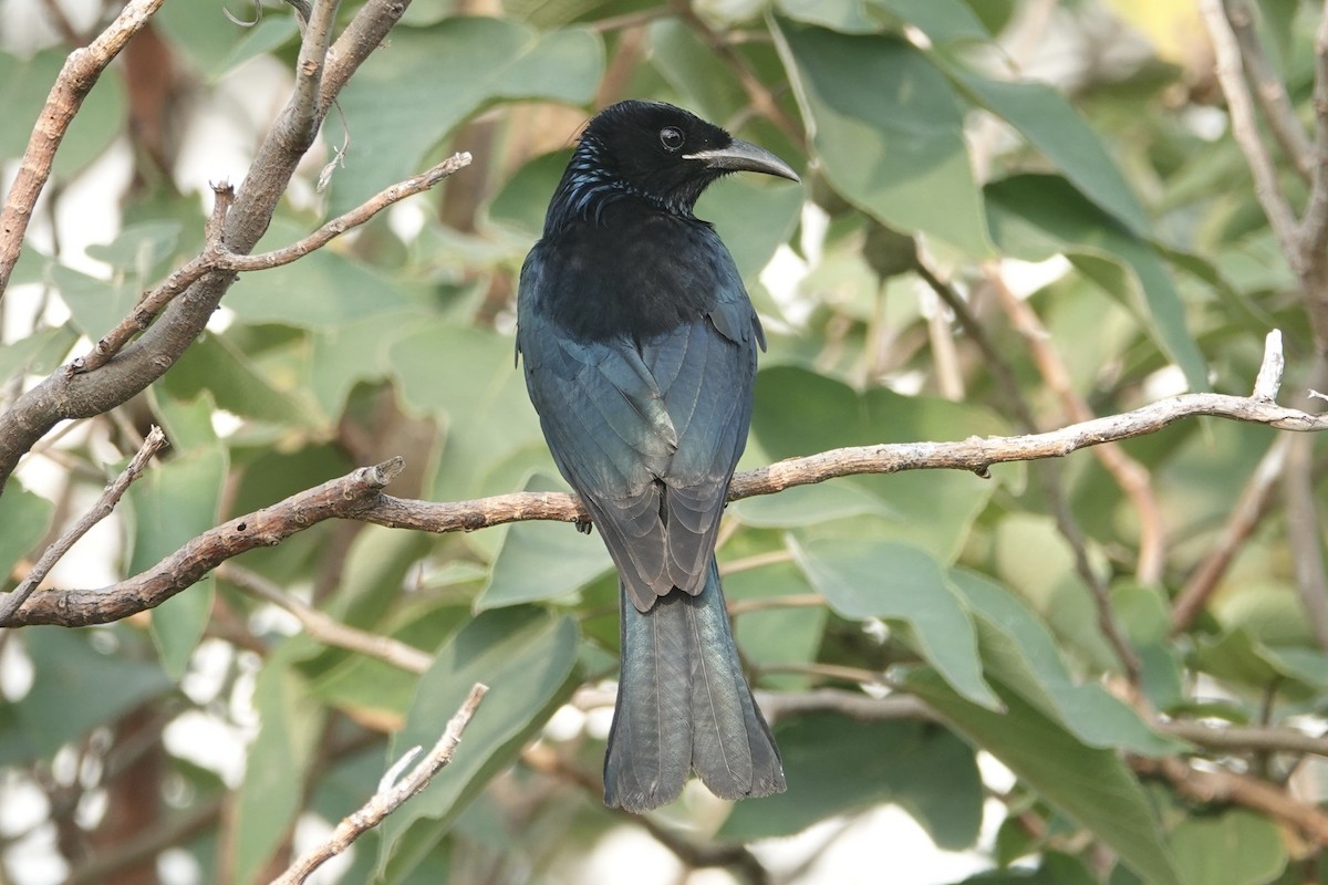 Hair-crested Drongo - ML645833975