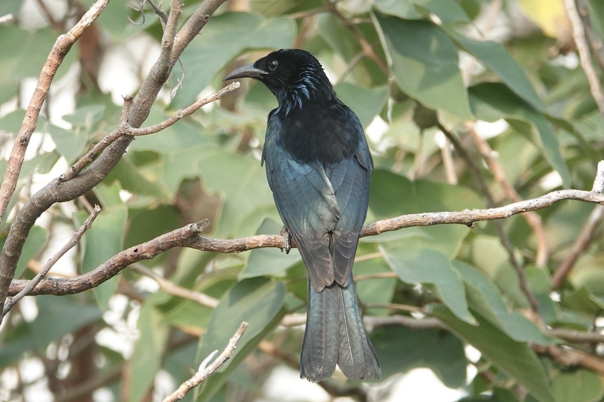 Hair-crested Drongo - ML645833976