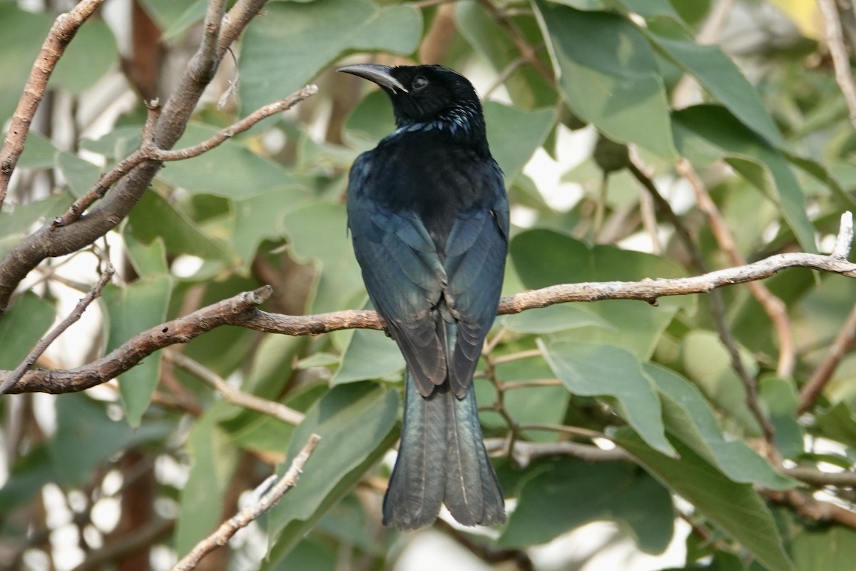 Hair-crested Drongo - ML645833977