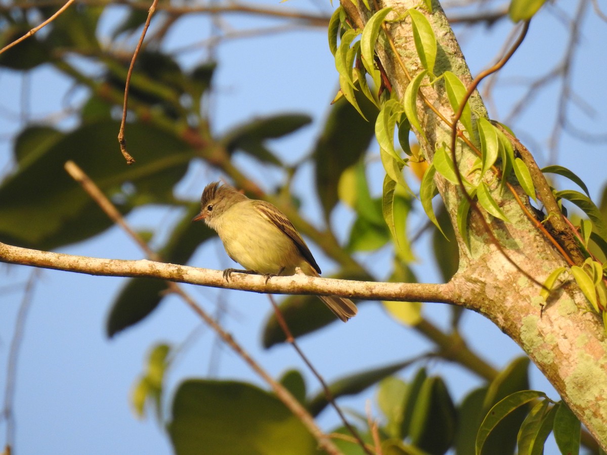 Southern Beardless-Tyrannulet - ML645833985