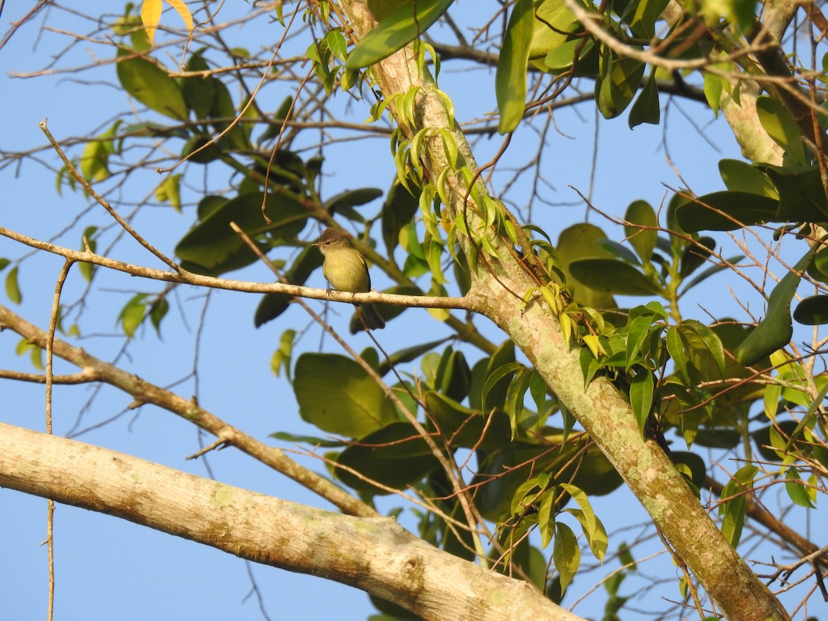 Southern Beardless-Tyrannulet - ML645833986
