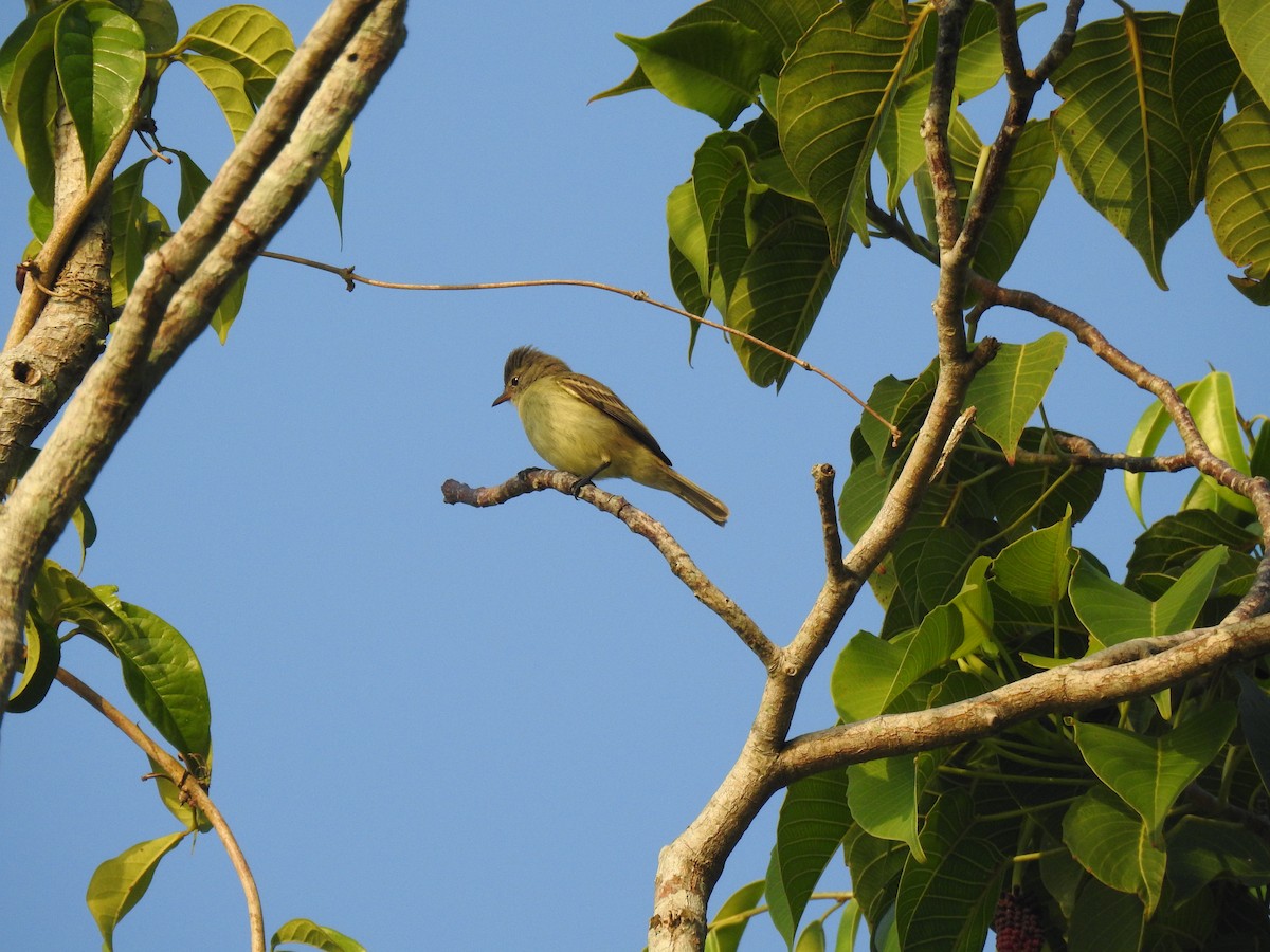 Southern Beardless-Tyrannulet - ML645833987