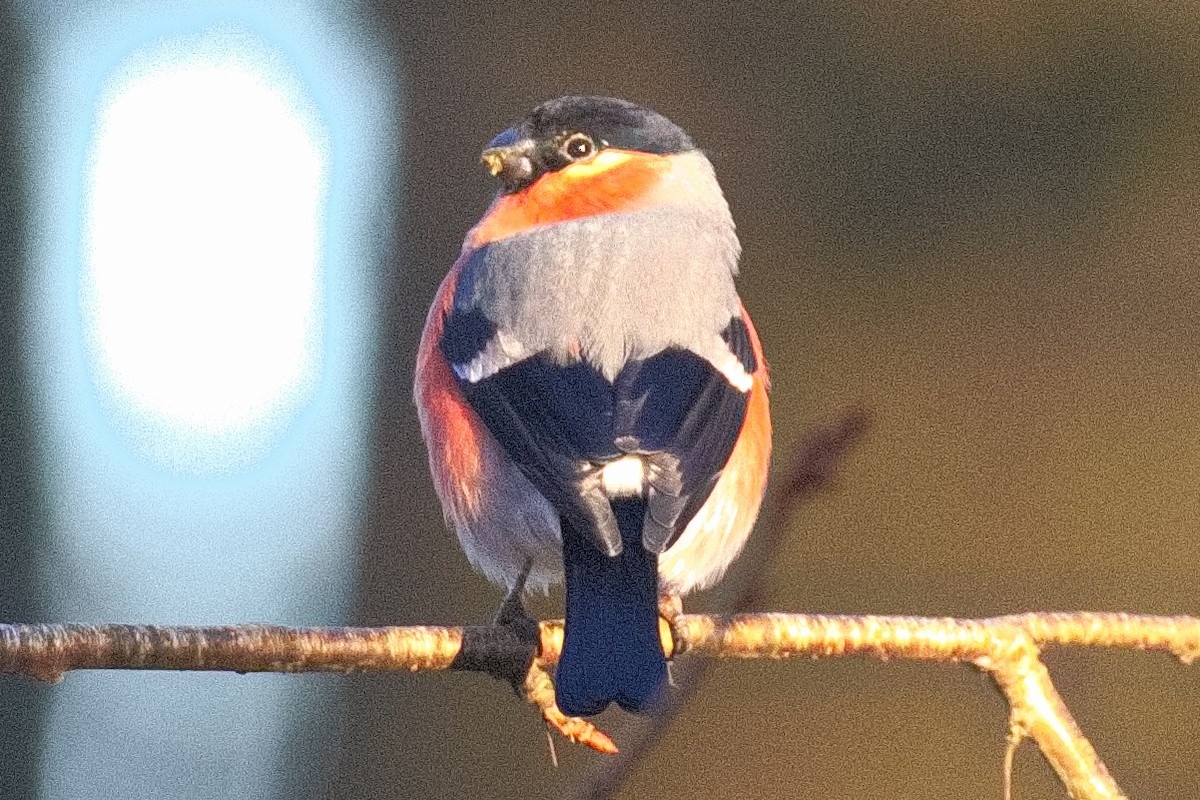 Eurasian Bullfinch - ML645833995