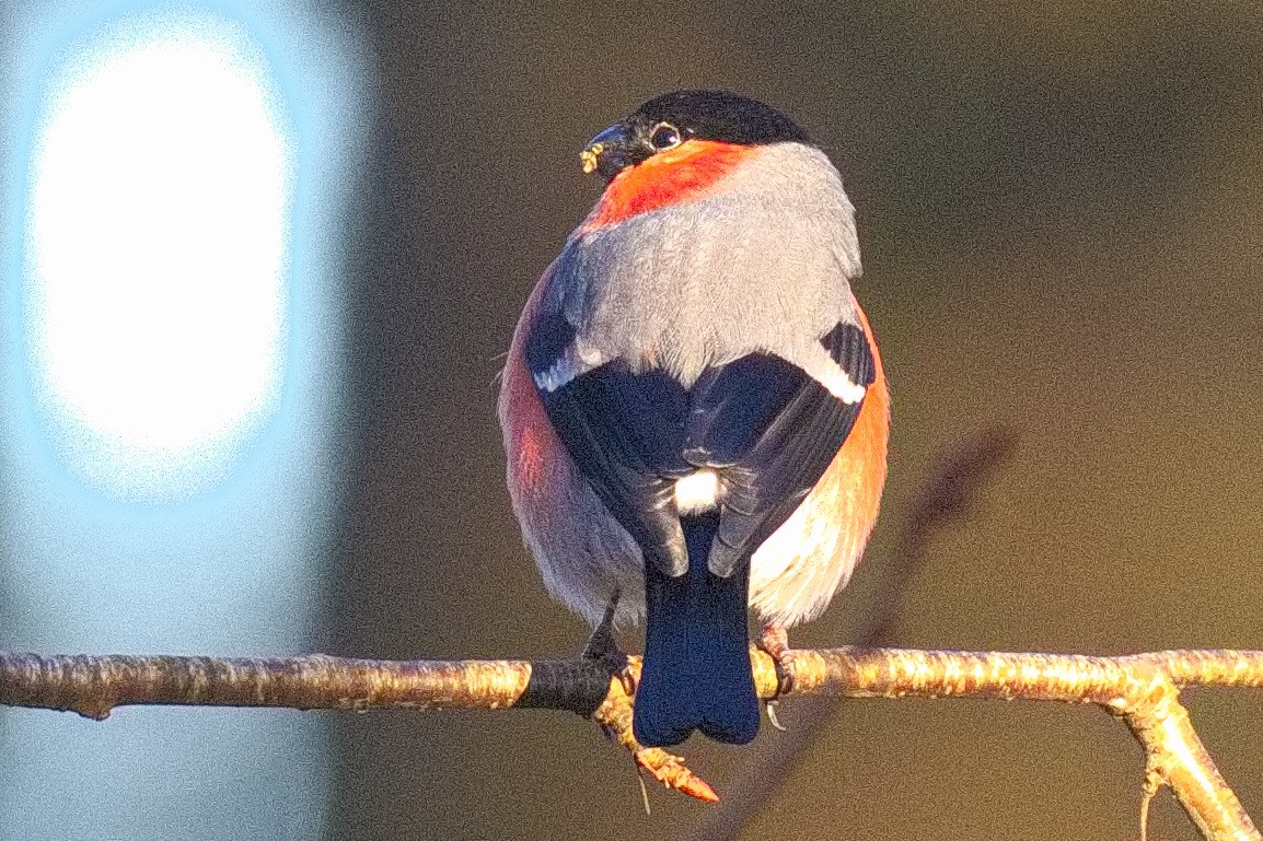 Eurasian Bullfinch - ML645833998