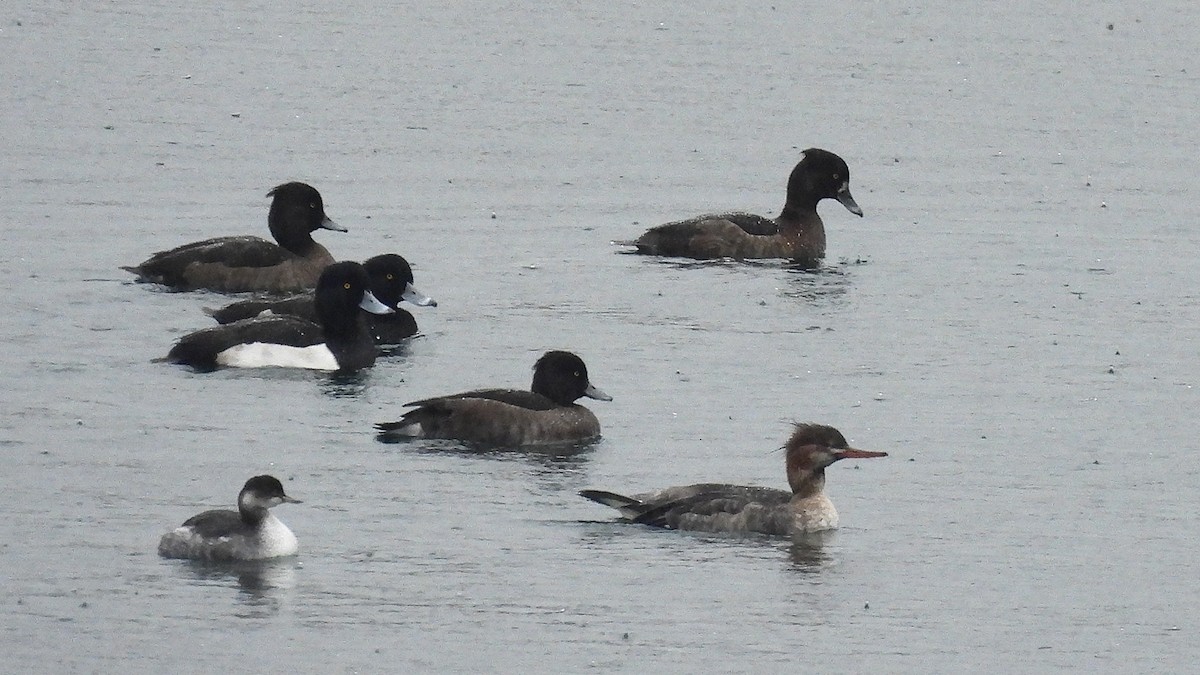 Гэзэгт шумбуур - ML645833999