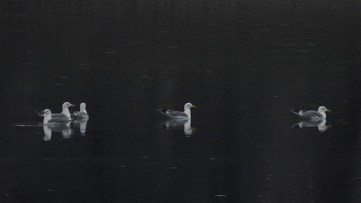 Yellow-legged Gull (michahellis) - ML645834002