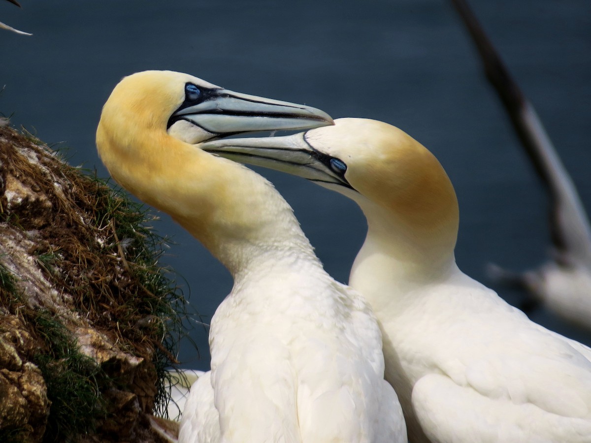 terej bílý - ML645834004