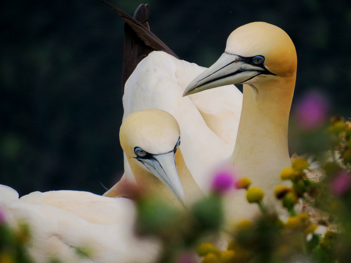 terej bílý - ML645834005