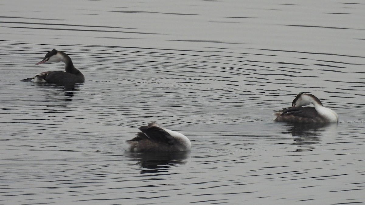 Отгот шунгуур - ML645834006