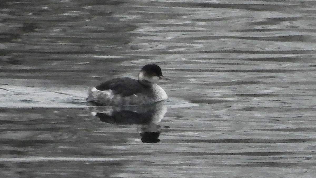 potápka černokrká - ML645834009