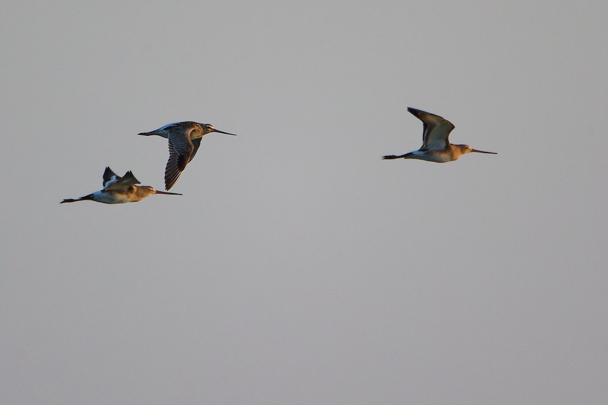 břehouš černoocasý - ML645834010