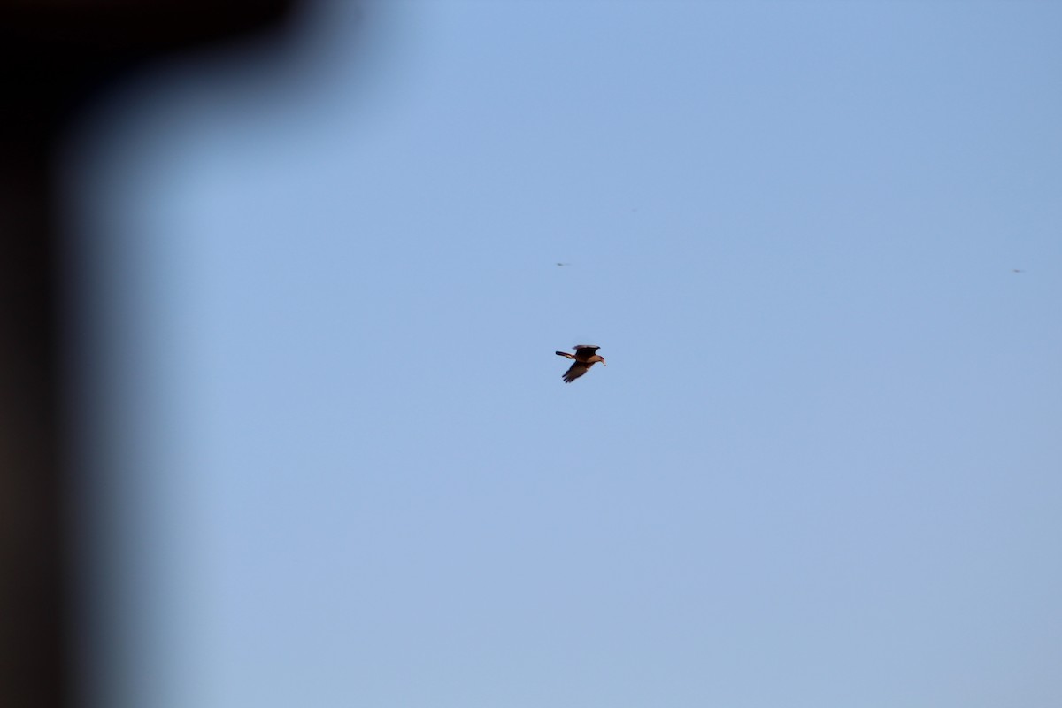 čimango argentinský - ML645834011