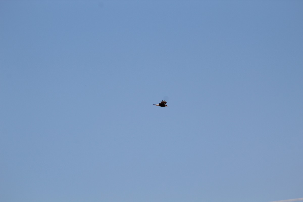 čimango argentinský - ML645834012