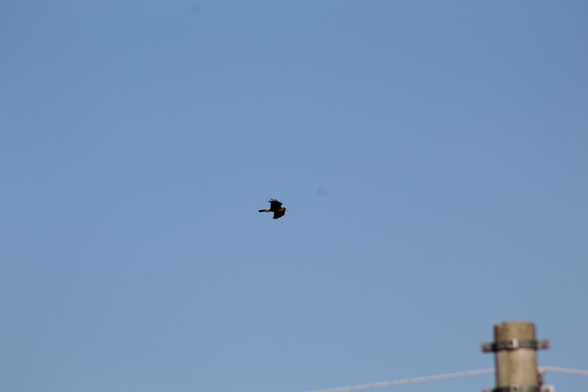 čimango argentinský - ML645834013