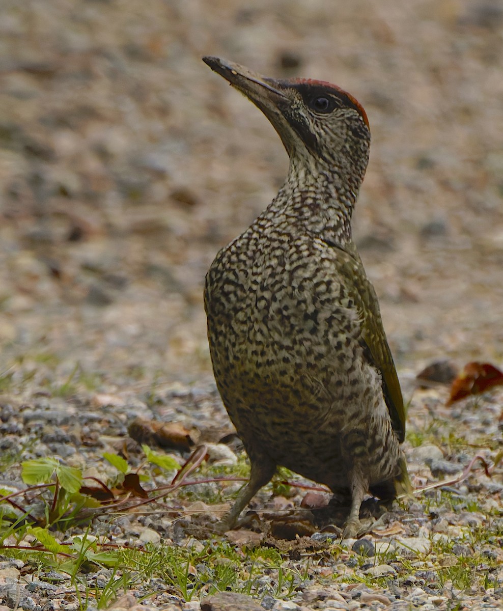 žluna zelená - ML645834015