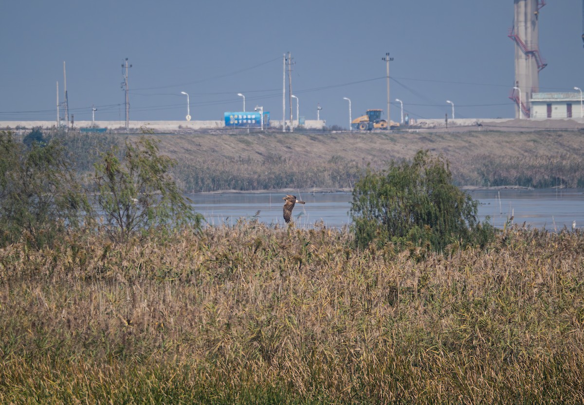 Eastern Marsh Harrier - ML645834016