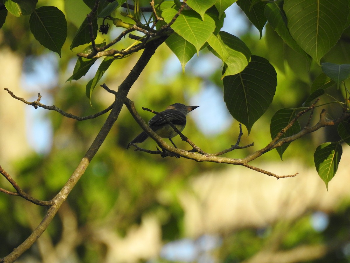 Short-crested Flycatcher - ML645834020