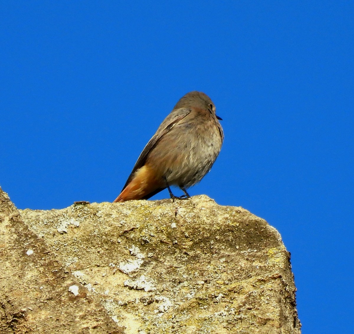 rehek domácí - ML645834022