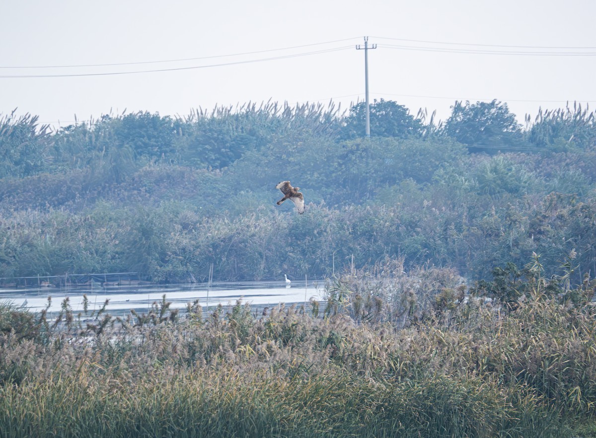 Eastern Marsh Harrier - ML645834023