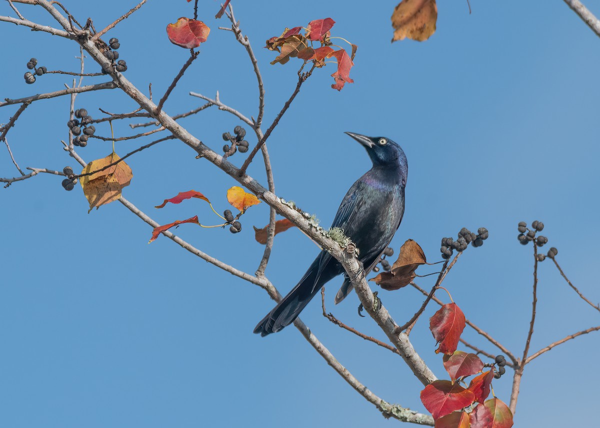 vlhovec lesklý - ML645834025