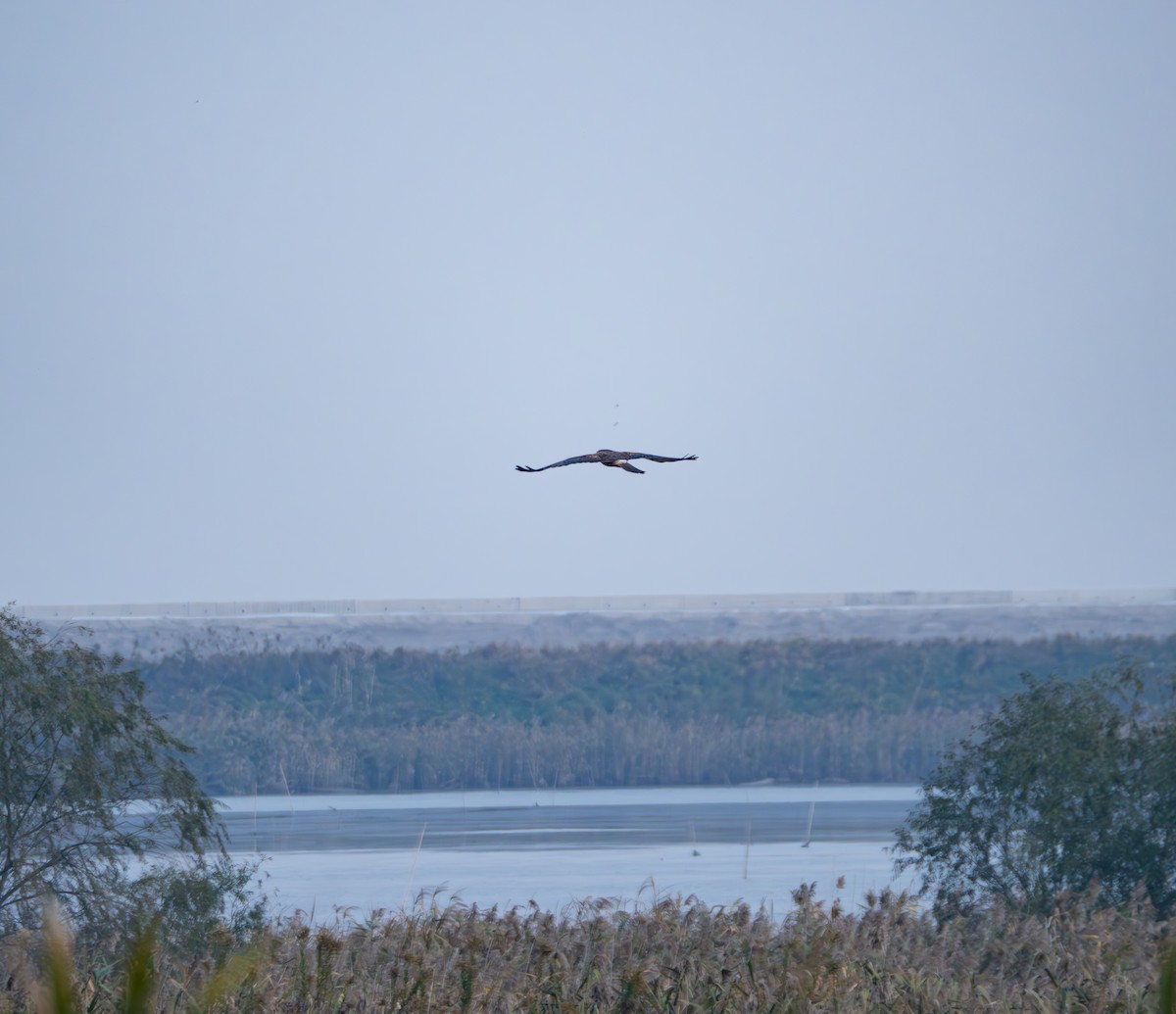 Eastern Marsh Harrier - ML645834029