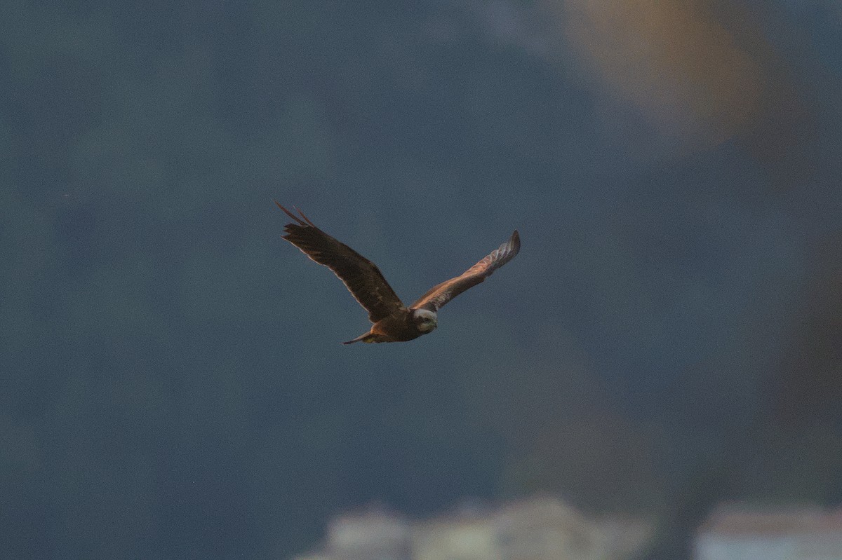 moták pochop - ML645834030