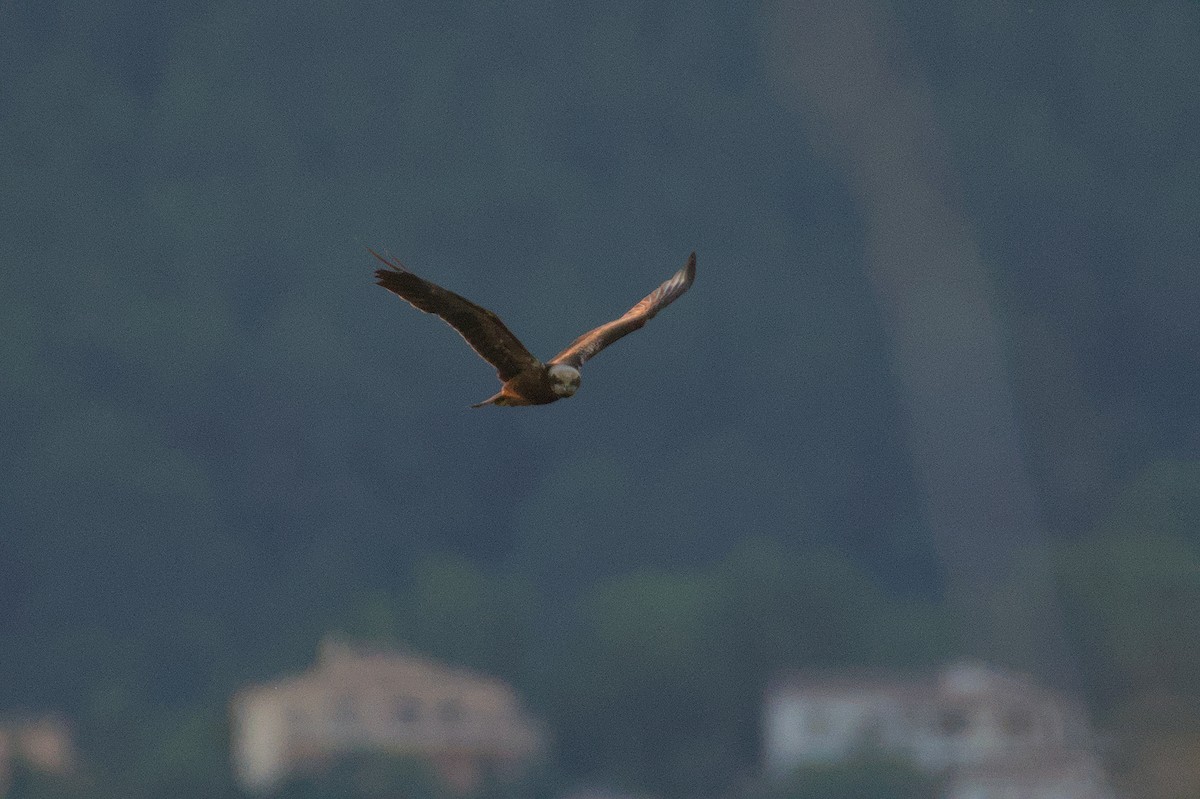 moták pochop - ML645834031