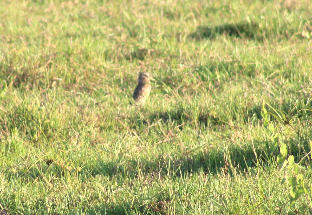 sýček králičí - ML645834032