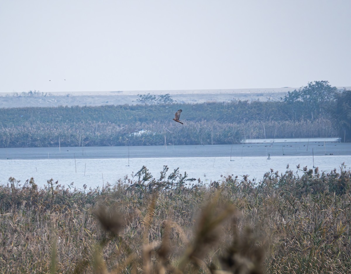 Eastern Marsh Harrier - ML645834034