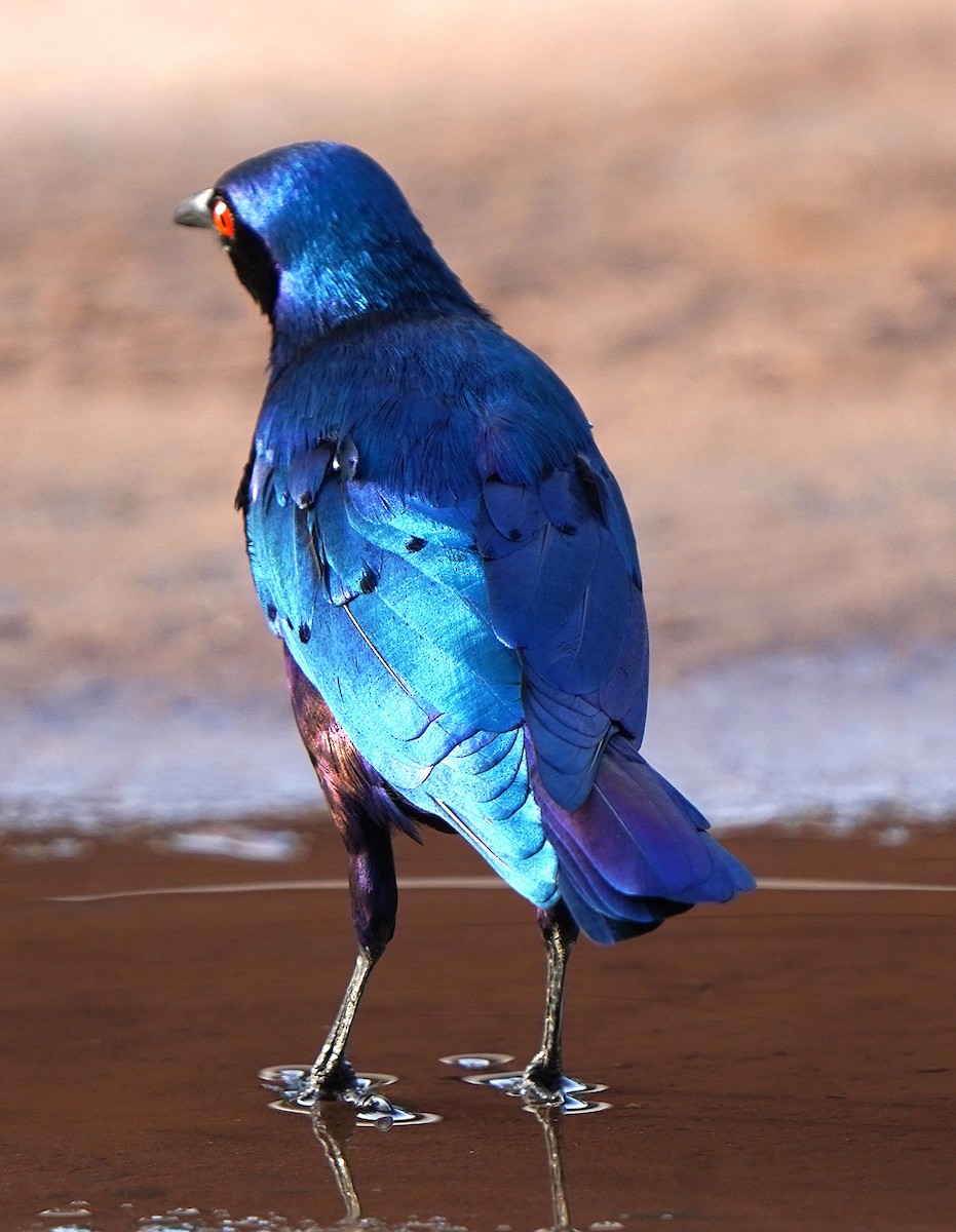 leskoptev fialová - ML645834035