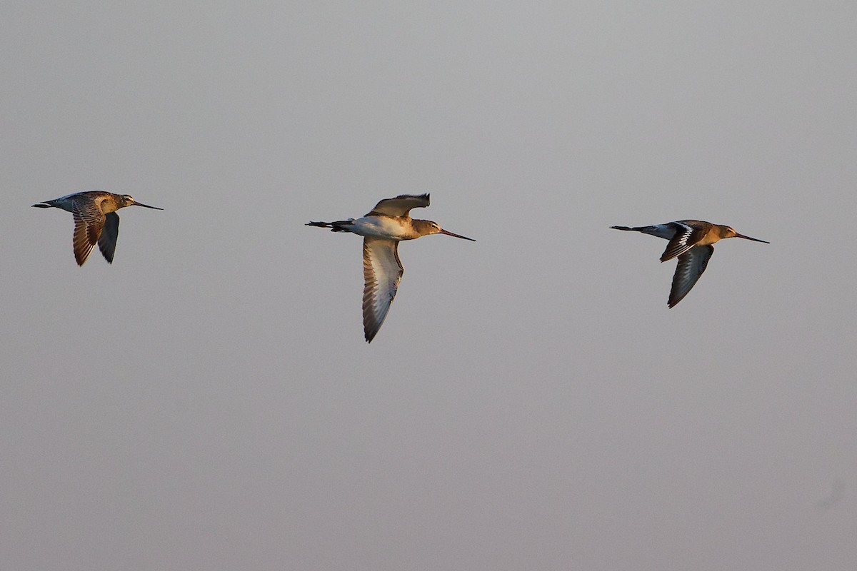 břehouš černoocasý - ML645834036