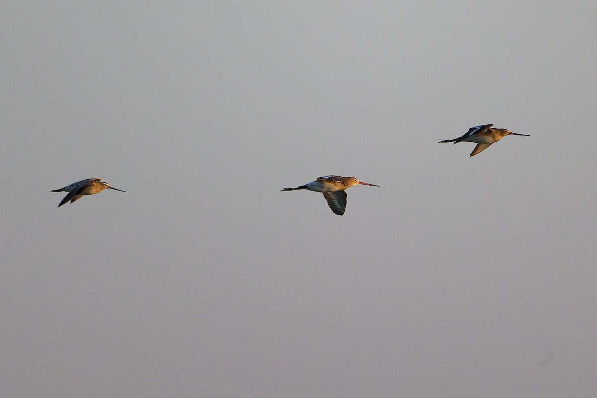 břehouš černoocasý - ML645834037