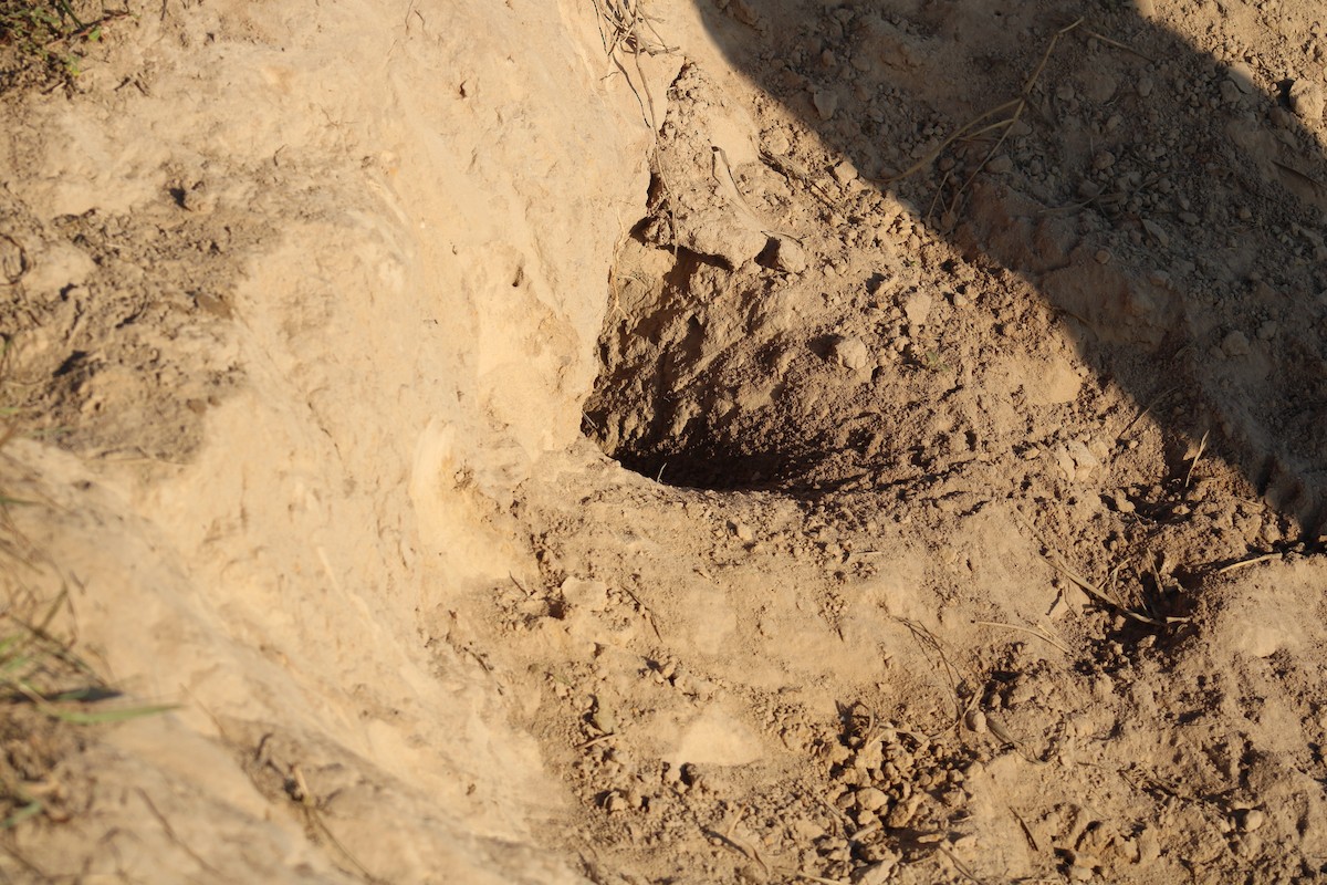 sýček králičí - ML645834038