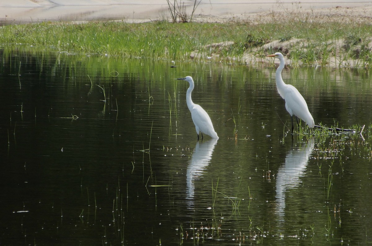 volavka prostřední - ML645834040