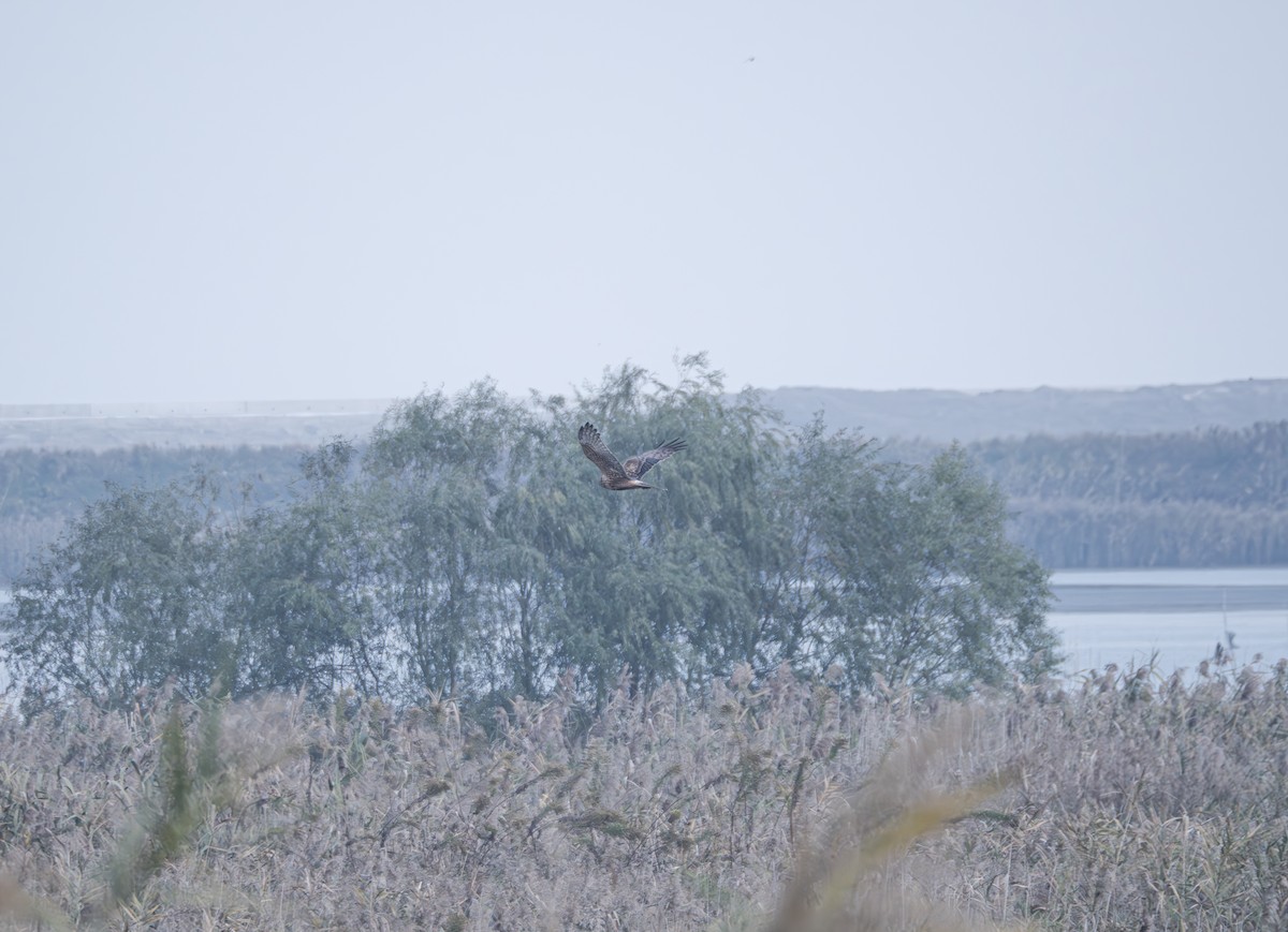 Eastern Marsh Harrier - ML645834041