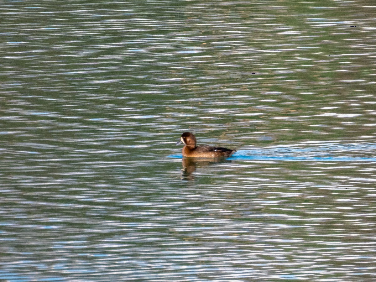 polák kaholka - ML645834042